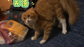 "แมว: ชีวิตนี้ไม่เคยงงขนาดนี้มาก่อน..."