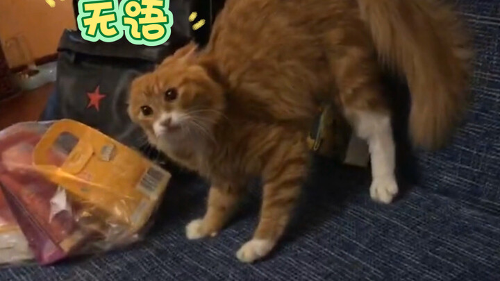 Kucing: "Seumur hidupku belum pernah sebingung ini..."