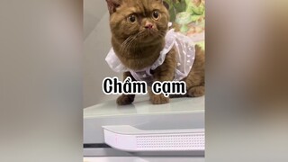 Mệt mõi mèo cat