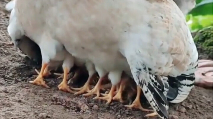 哈哈，露出好多鸡脚。