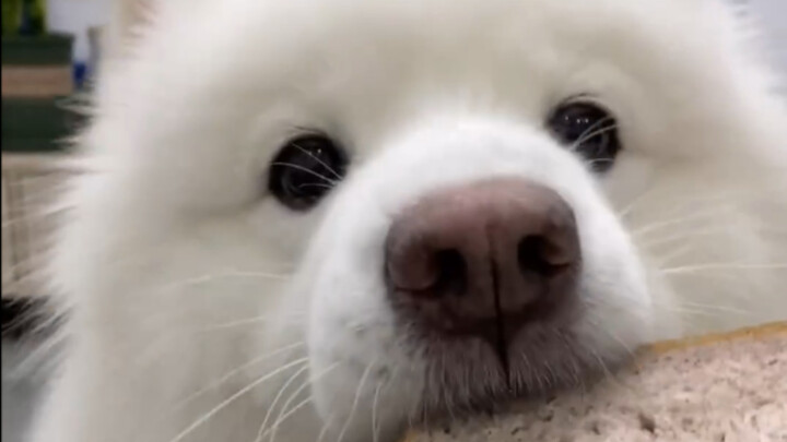 Let’s see how Little Sheep Ma tortures Little Sheep!