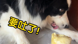 When you feed durian to your dog, the Husky gets addicted to it, and the Border Collie becomes autis