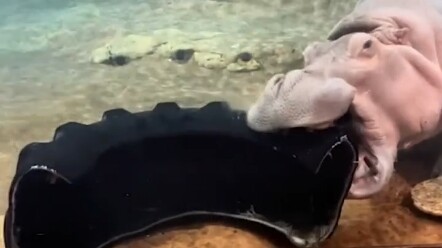 Con hà mã này có gì đó kỳ kỳ.