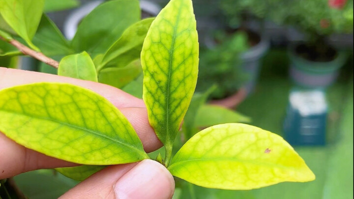 Three "Help Signals" from Camellia Leaves