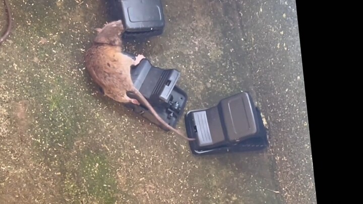 This is the right way to catch mice!
