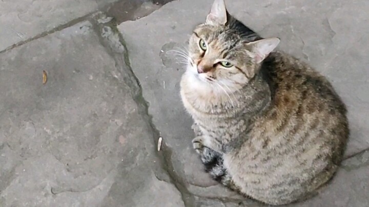 "Tsk, tsk" twice, and the little cat has the secret signal.