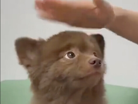 หูน้องหมาห้อยลงมาแล้ว ทำไมไม่มาลูบสักทีล่ะ!