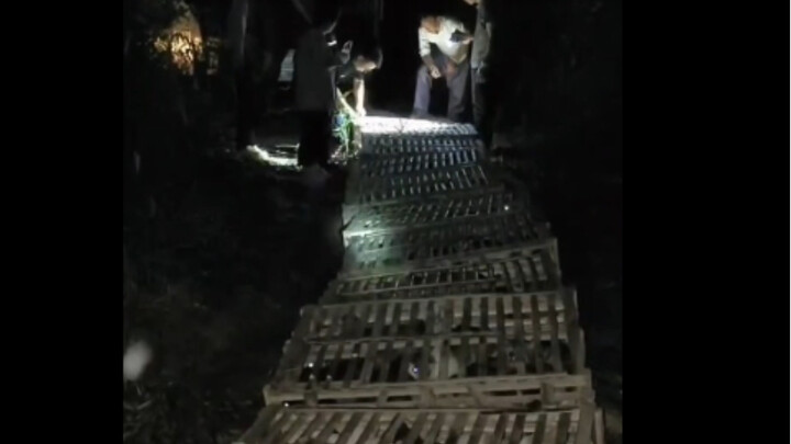 [Repost] Apa kucing juga bisa dilepasliarkan? 4.500 pon kucing dilepas, cahaya suci Buddha menyinari