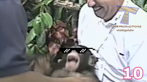 SHORT TRY NOT TO LAUGH CHALLENGE - 10 videos, 10 points - What's your score