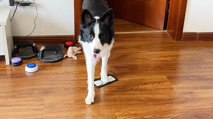 เมื่อเจ้าหมาของคุณคิดว่าคุณป่วย…