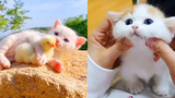 Best Kittens Videos - Am I So Cute Ep 18