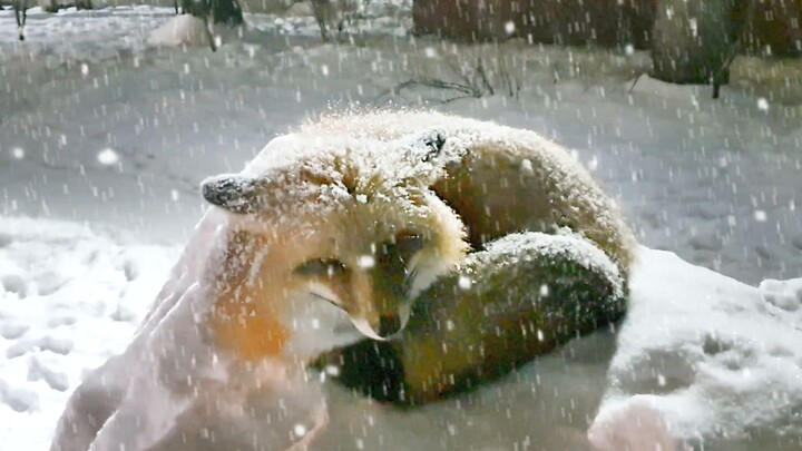 The Fox King Never Descends the Mountain!!!