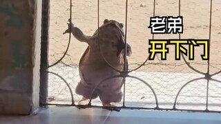 Such fun animal videos!