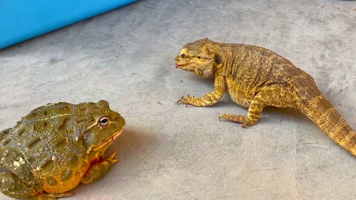 If bullfrog catch food with lizard, it will starve to death