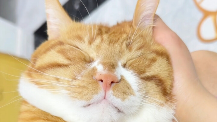 Kalau ada kucing kecil kayak gini, jam berapa kamu pulang?