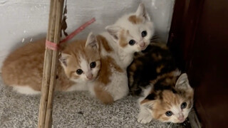 The mother cat came to see me with her three babies