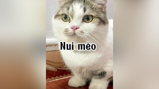 Nhưng Mn cũng đừng để bé béo quá nha. Ảnh hưởng tới SK nè mèo cat