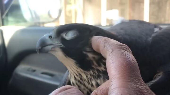 Burung elang peregrin yang membuat telinga meleleh