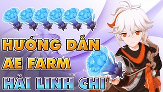 Hướng Dẫn 15 Phút Farm 57 Hải Linh Chi Cho Ae | Nguyên Liệu Đột Phá Nhân Vật Kazuha | Chi Tiết Lắm