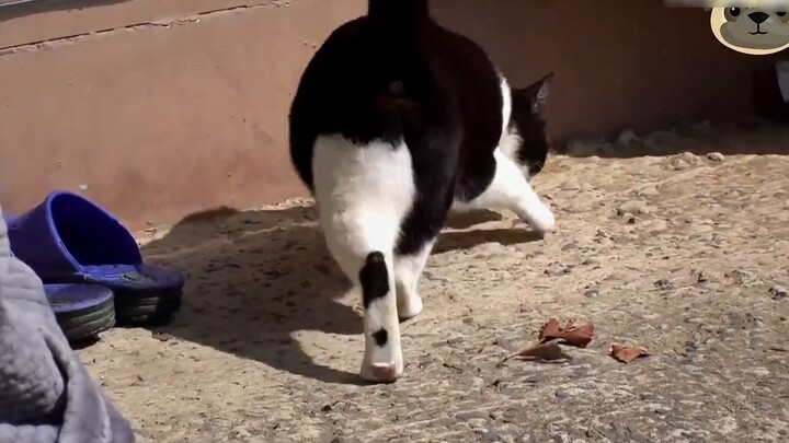 Seekor kucing hidup mengasingkan diri di puncak gunung selama lima tahun, membantu wisatawan sebagai