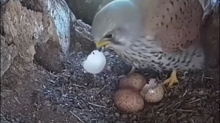 Chim cắt đỏ: Thù sâu như biển máu! Hôm nay chính là ngày báo thù!