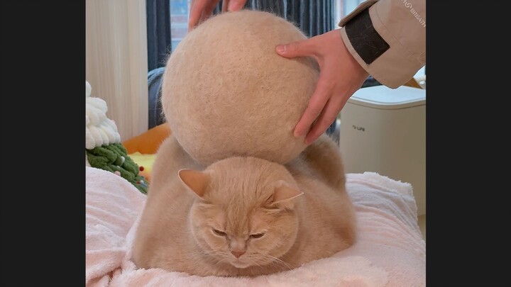 Peeling a cat's skin in 1 minute