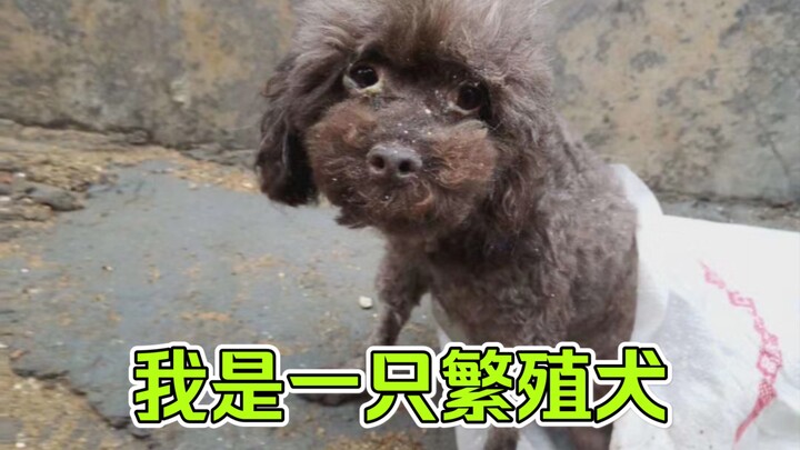 Halo, Modi! Bisa berkenalan kembali?