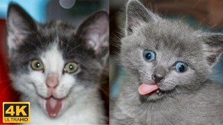 😼 Kitten funny compilation, try not to laugh 😂 Cute kittens videos - Kris reaction