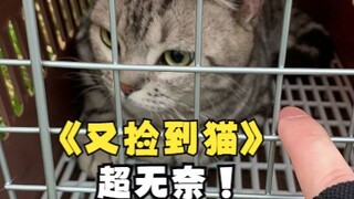 [Peringatan Marah] Kenapa kalian semua suka melempar kucing?