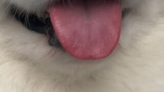 The puppy kissed me again