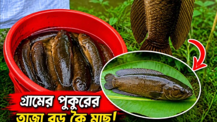"Big Fish Caught with a Fishing Rod! 🎣"#Fishing, #FishingVideo, #FishingLife, #BigFish, #Fish