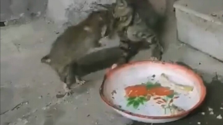 Baby Kitten VS Big Mouse