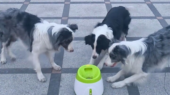 Three border collies team up to play with a ball—they’re absolutely brilliant!