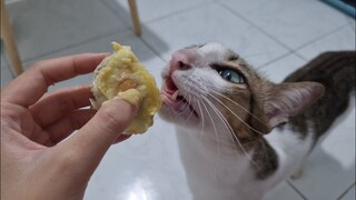 khế vlog 37 (sầu riêng cho bầy khế Thúi)