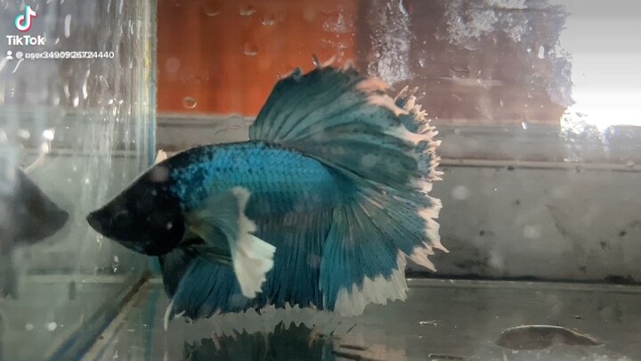 Dumboo xanh ae ngắm nào