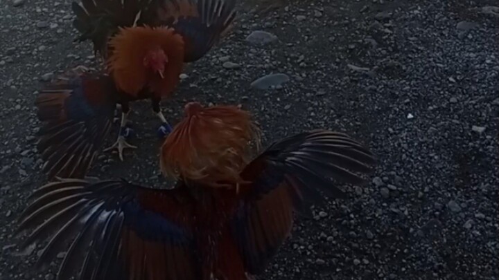 gawin mo sana sa laban yan practice muna