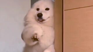 [Dog] A lovely dog