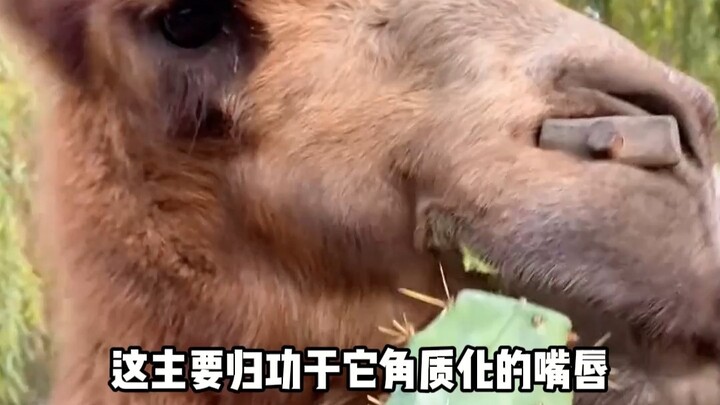 Pouring salt into camels isn’t about making “spicy salt camels”—it’s about helping them blend seamle