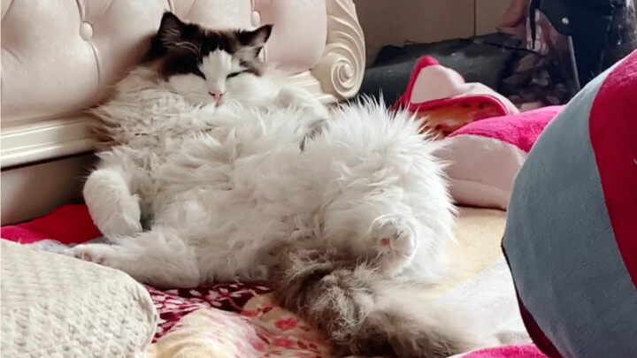 【คลิปแมว】ฉันกลายเป็นแมวไร้ค่าไปแล้ว