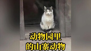 Check out the fake animals in the zoo