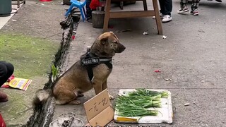 一只比人还聪明的小狗，不仅会帮主人买车，还会做生意！