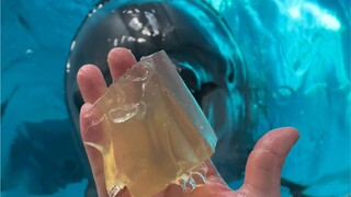 Chú cá heo này tên là Armani