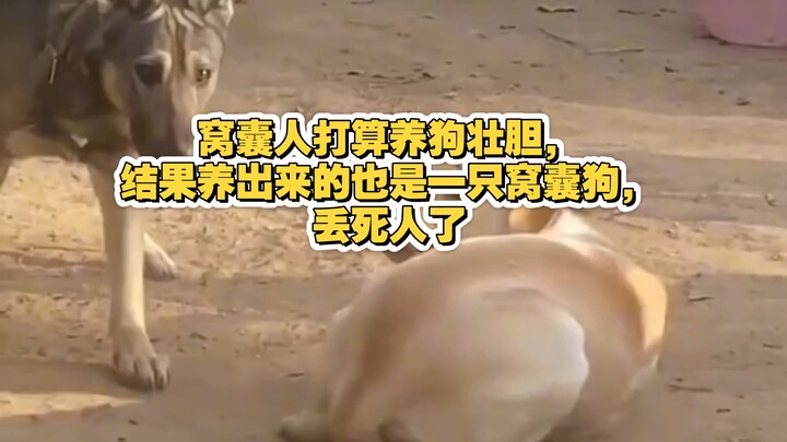A wimp decided to get a dog to boost his courage, but ended up with another wimpy dog—so embarrassin