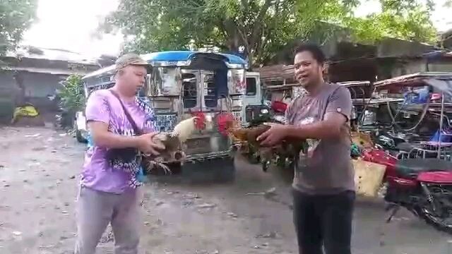 sbr crosses vs sb x grey