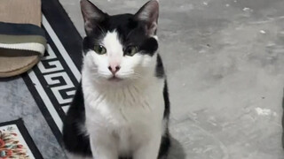 Why is this cat so drowsy?