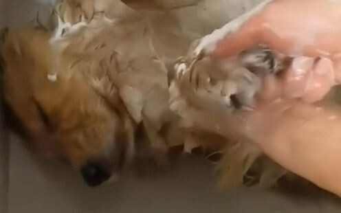 Taking a bath while half asleep—am I the only one in the Golden Retriever world who does this? Talk 