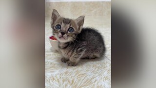 Trả lời  bả nè 🤣 vitaminmèo mèo cat