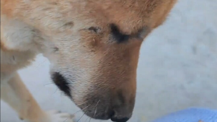Whenever I come back from a trip, my puppy always helps me pick off the burrs.