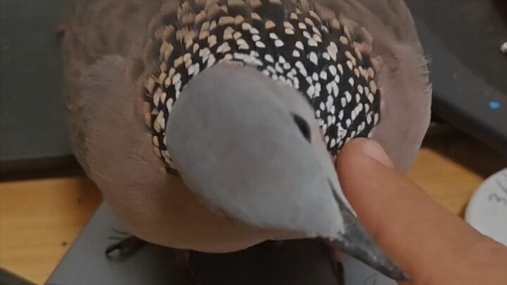 ไอ้โง่นี่ยังไม่รู้ตัวเลยว่าฉันไม่มีขน ฮ่าฮ่าฮ่า