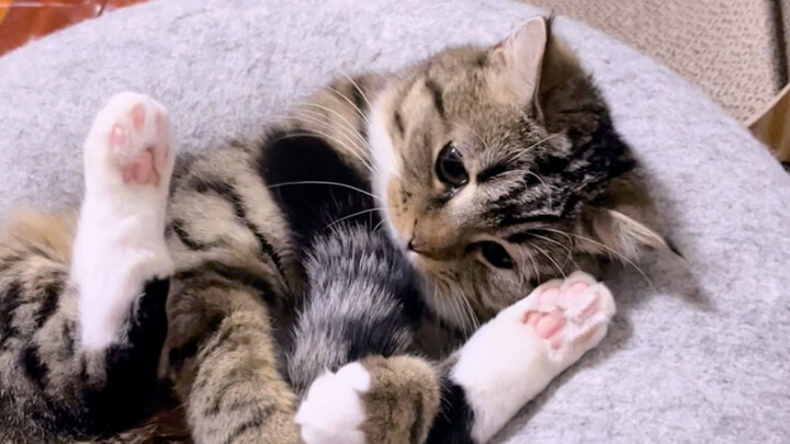 อย่าแย่งหางฉันนะ!